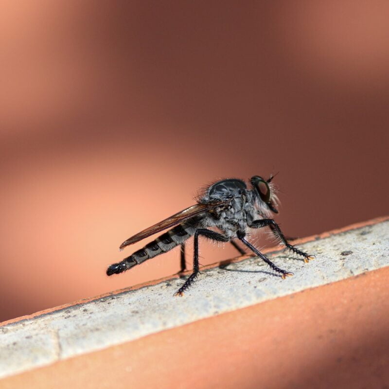 a fly sitting on top of a brick wall