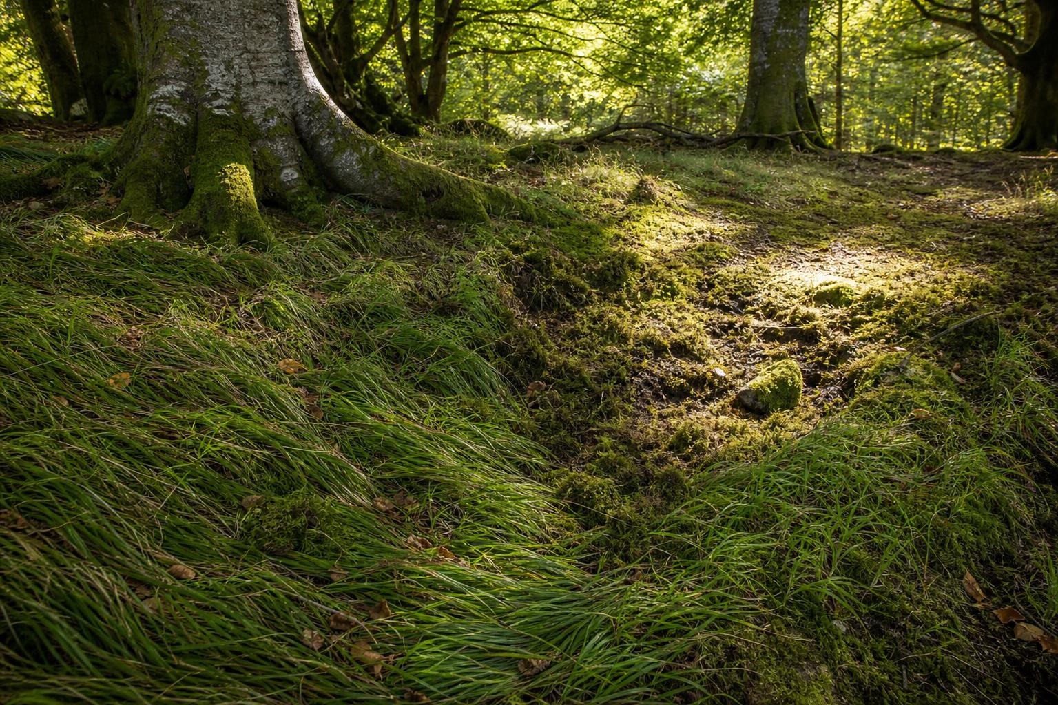 Herbe couchée et cuvette humide indices naturels emplacement bivouac