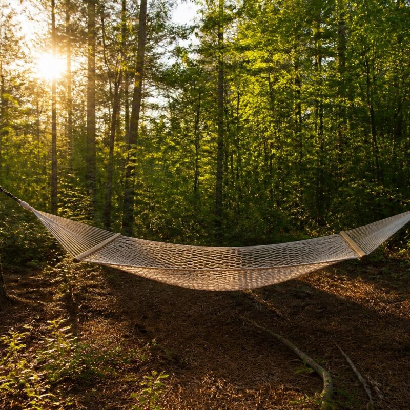 Hamac filet ultraléger suspendu en forêt de pins lumière dorée